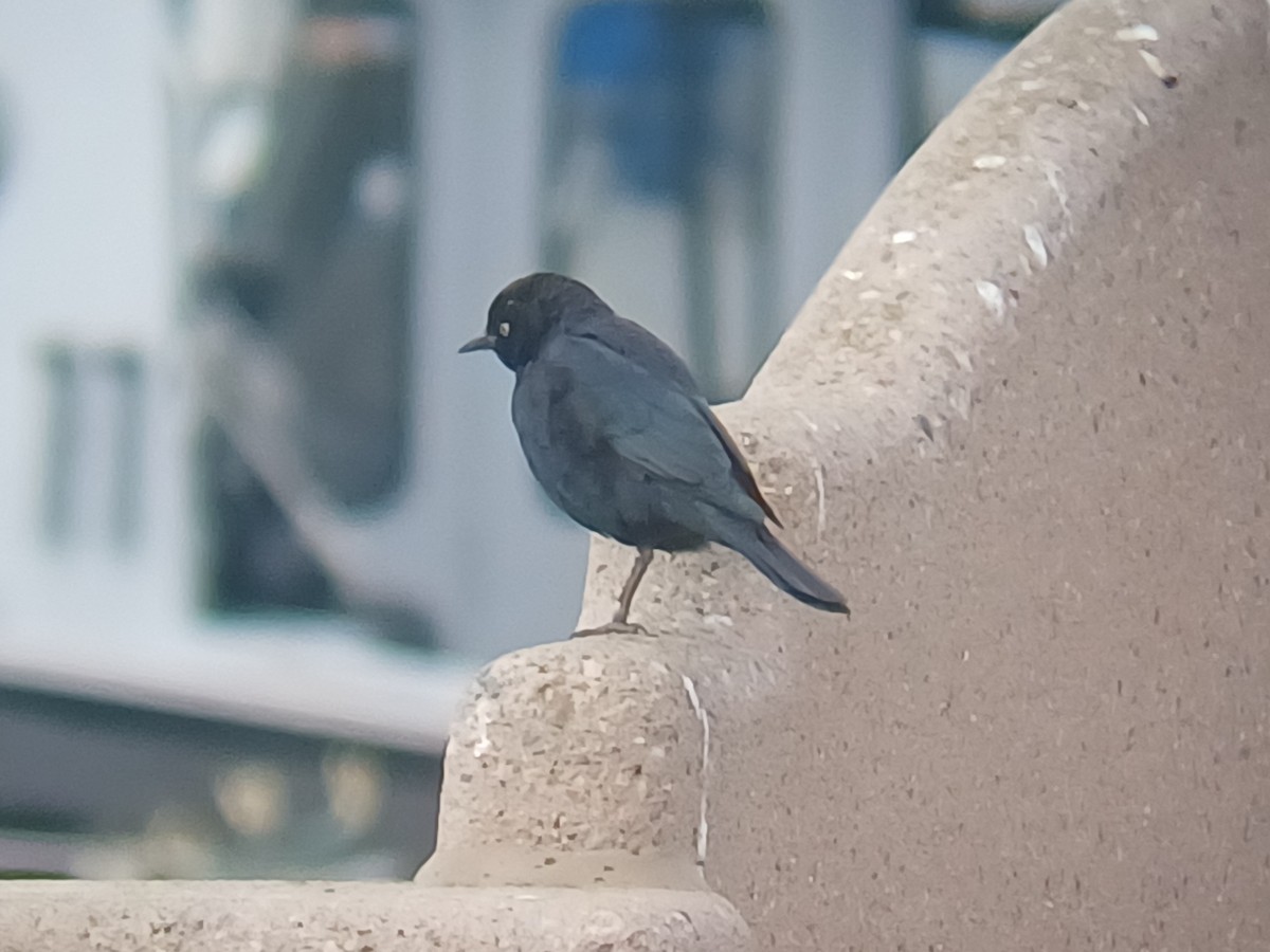 Brewer's Blackbird - ML640958873
