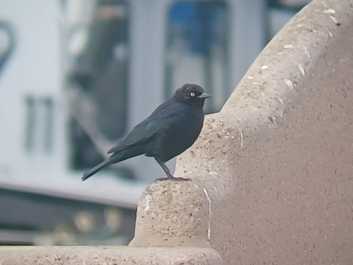 Brewer's Blackbird - ML640958874