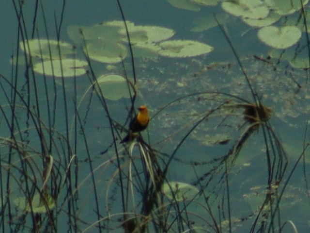 Yellow-headed Blackbird - ML640958879