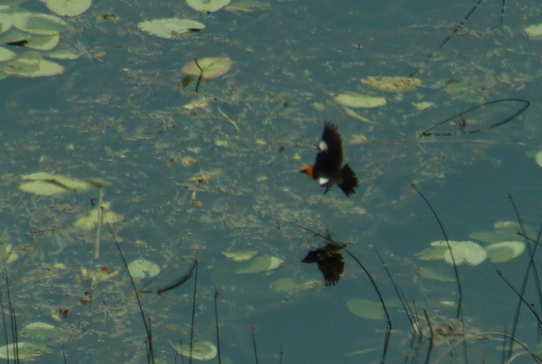 Yellow-headed Blackbird - ML640958883