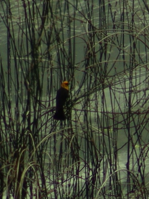 Yellow-headed Blackbird - ML640958884