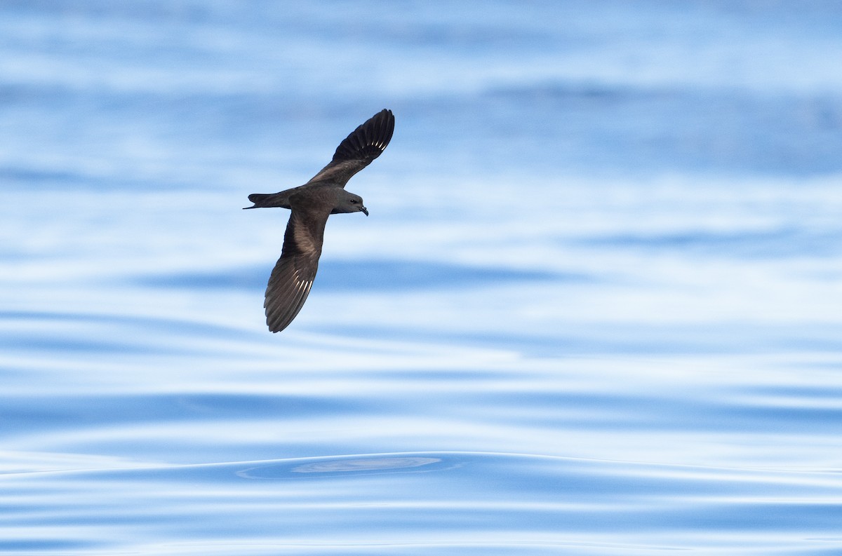 Océanite de Swinhoe - ML640958891