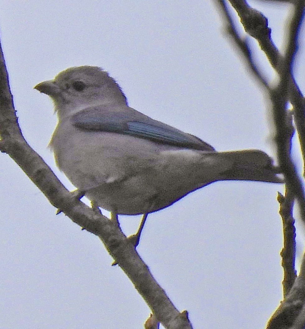 Sayaca Tanager - ML640958900