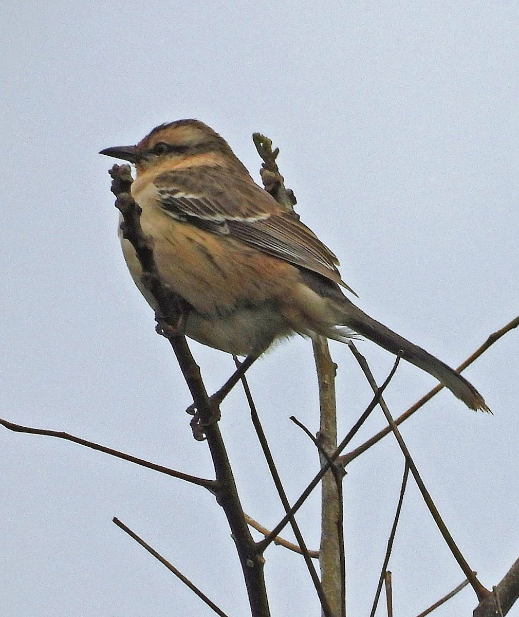 Chalk-browed Mockingbird - ML640958927