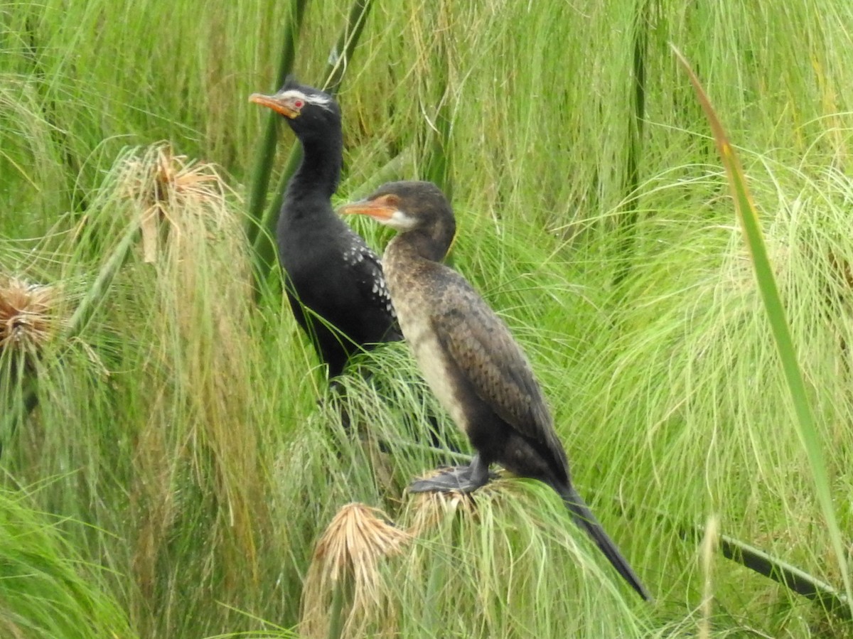 Reed Cormorant - ML640958943