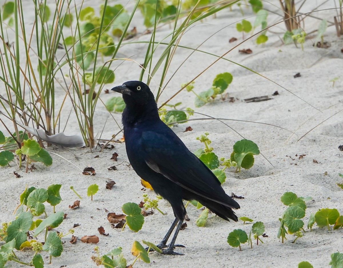 Boat-tailed Grackle - ML640958970