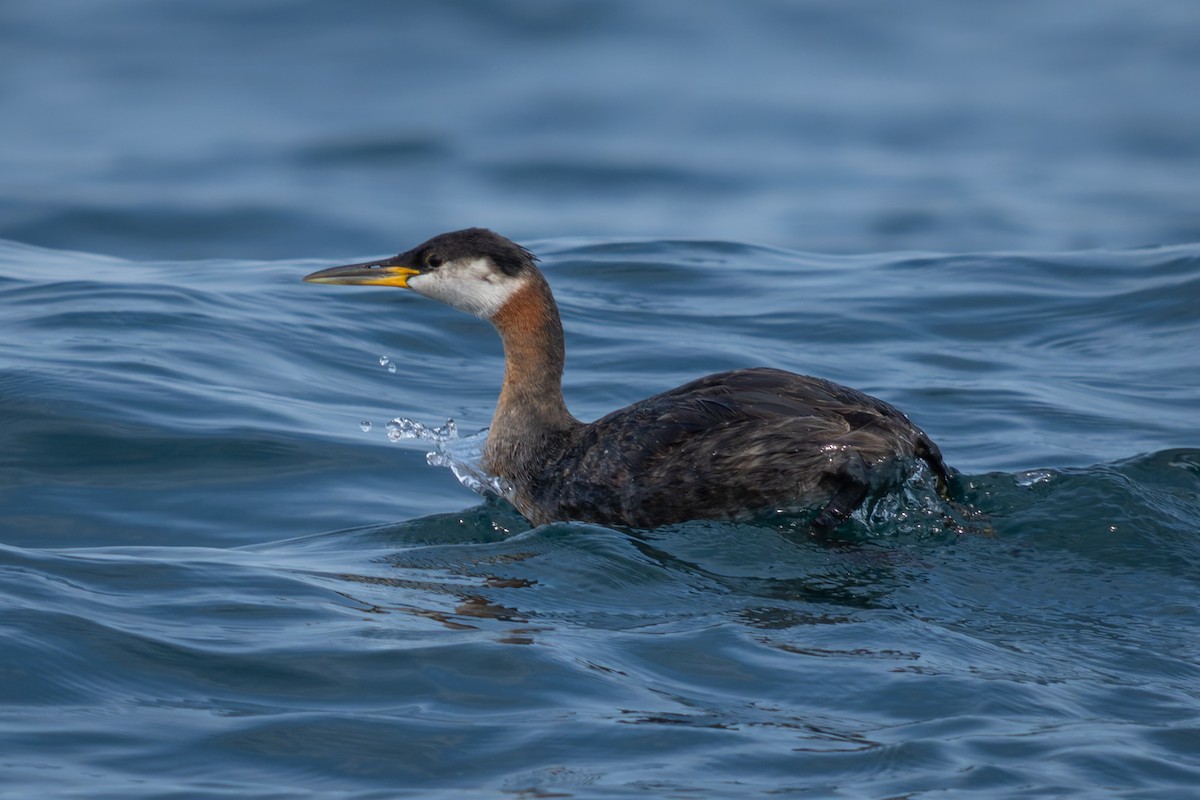 Red-necked Grebe - ML640958977