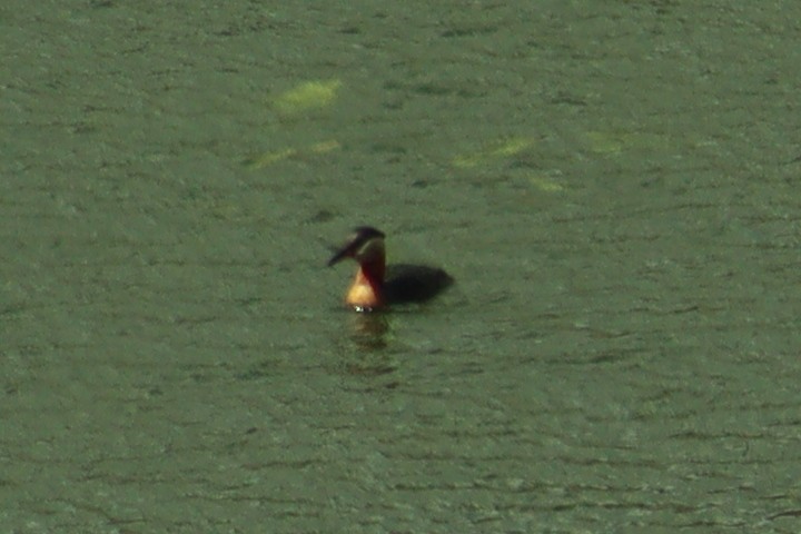 Red-necked Grebe - ML640958979
