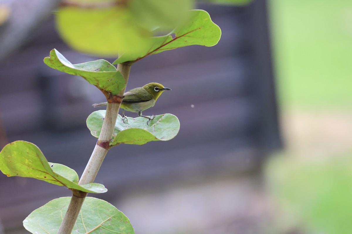 Japanbrillenvogel - ML640958987