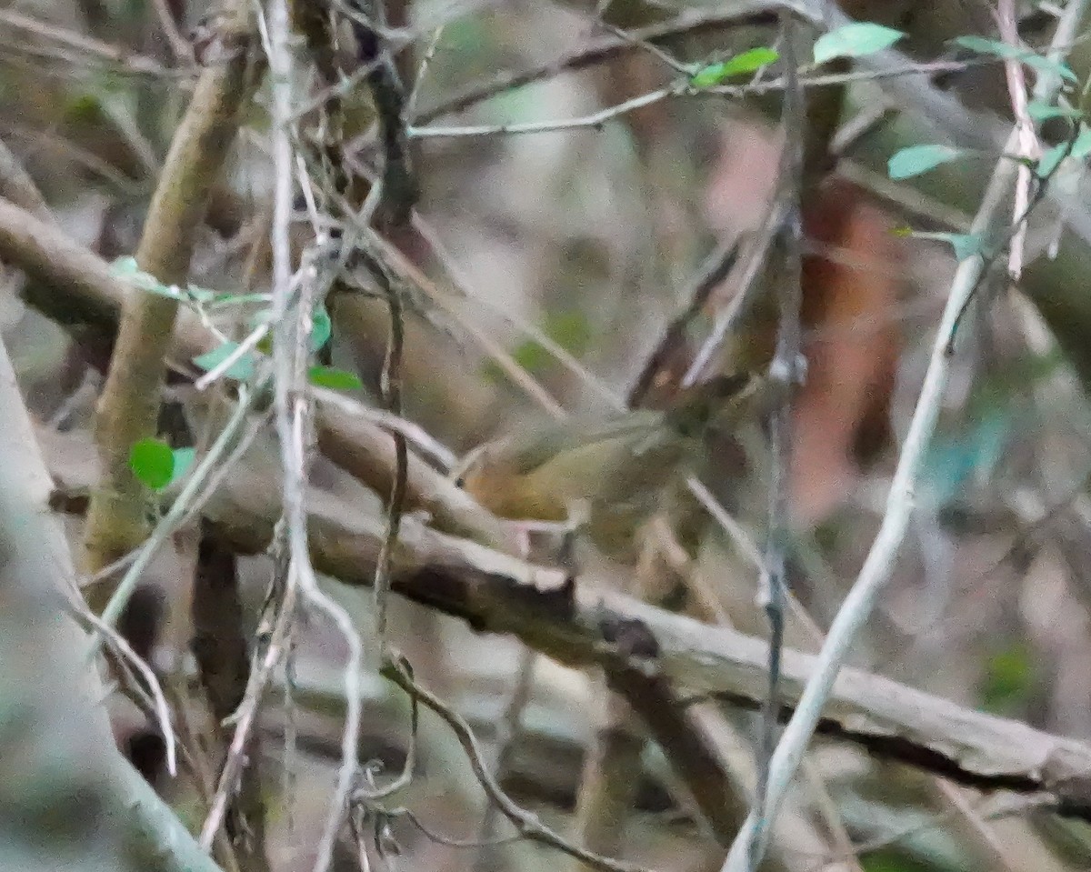 Worm-eating Warbler - ML640959118