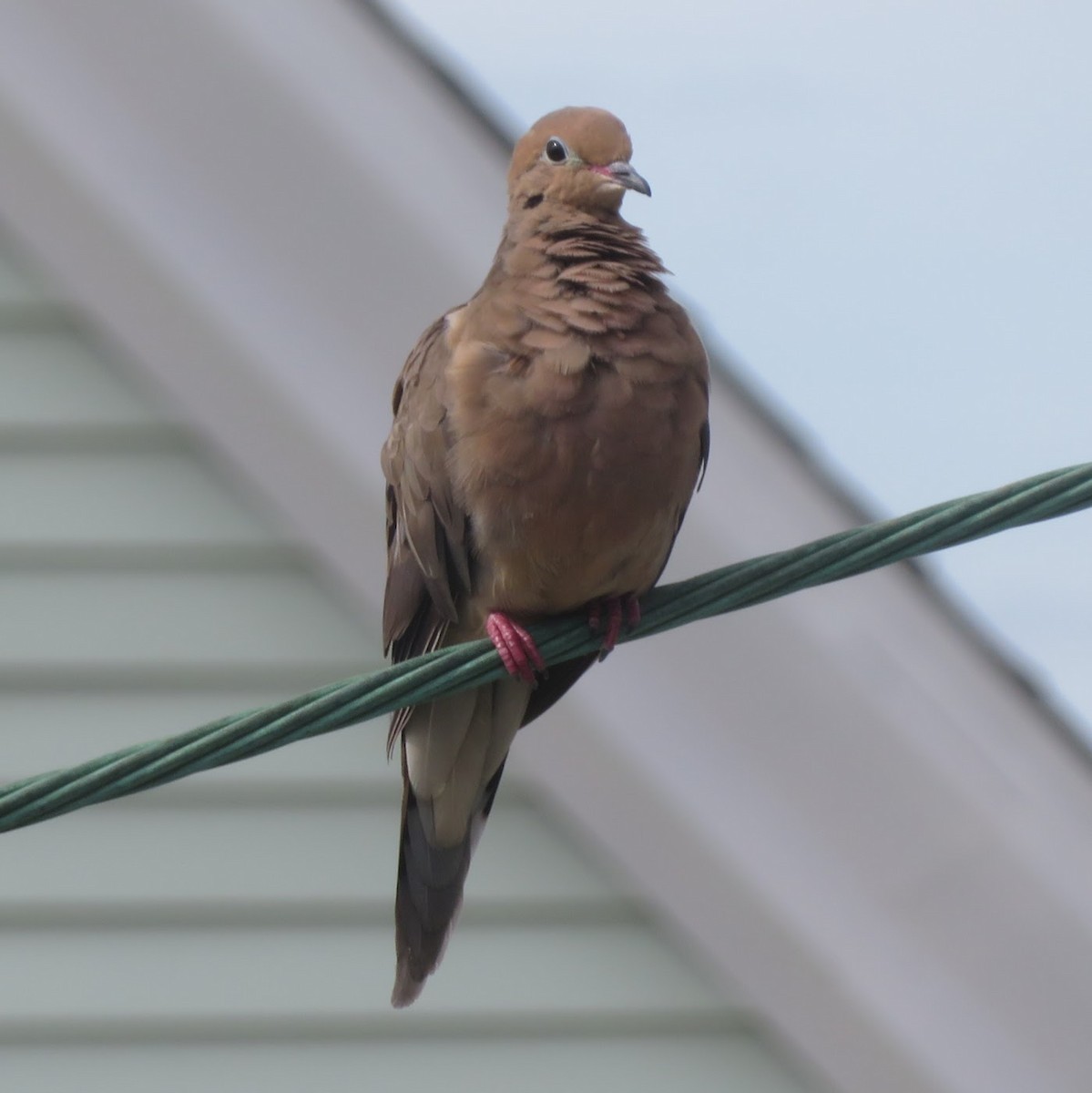 Mourning Dove - ML640959171