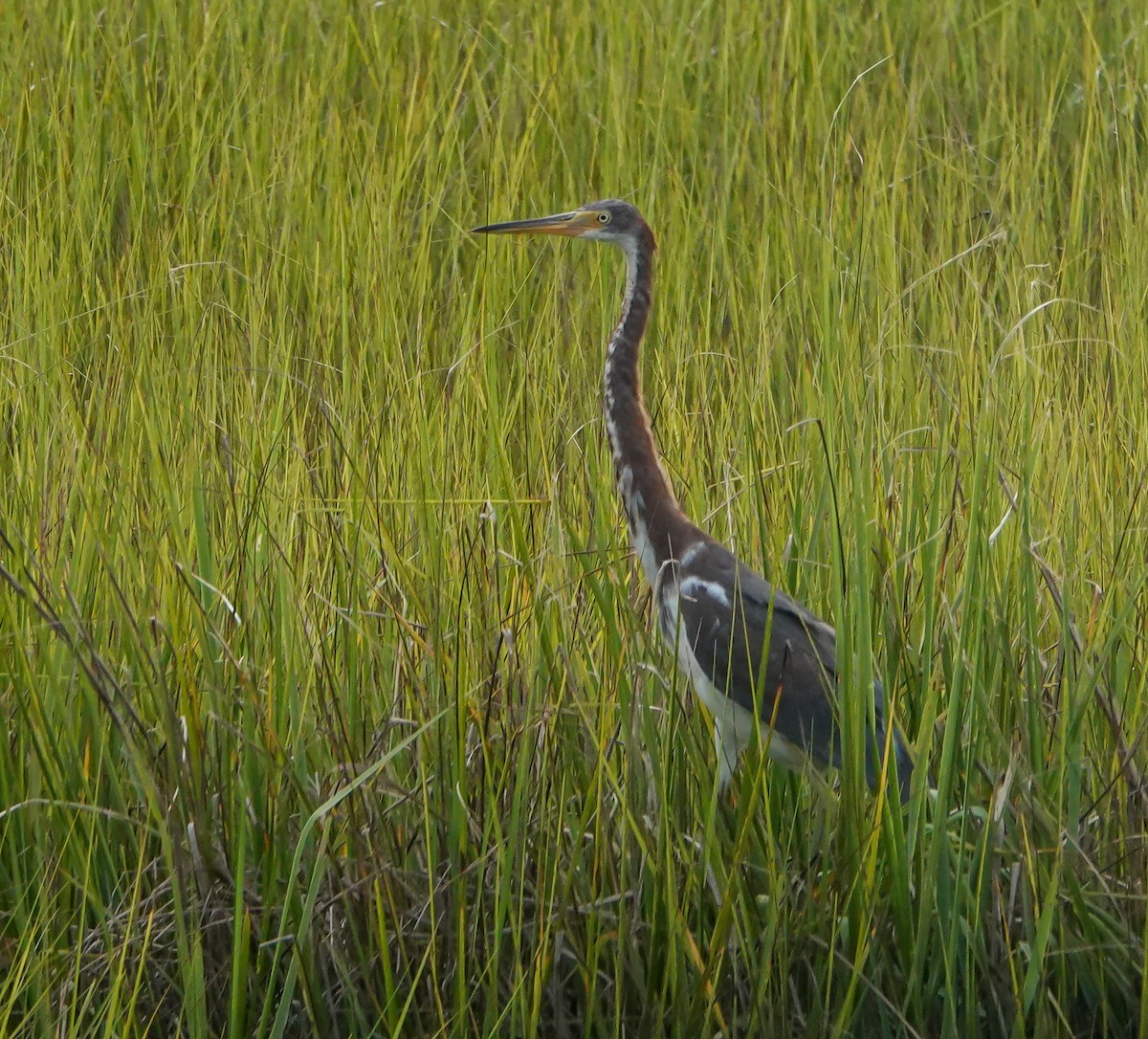 Tricolored Heron - ML640959173