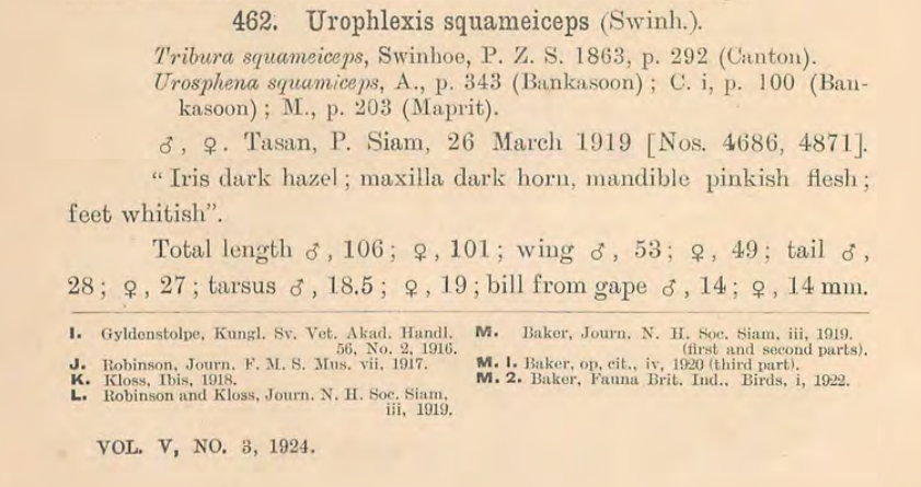 Asian Stubtail - ML640959194