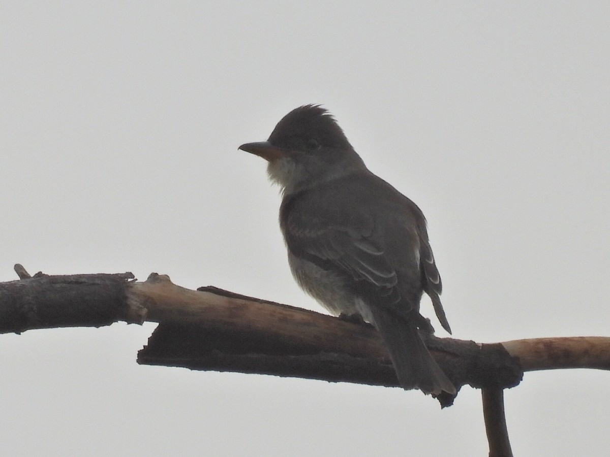 Olive-sided Flycatcher - ML640959265