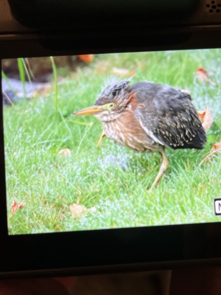 Green Heron - ML640959299