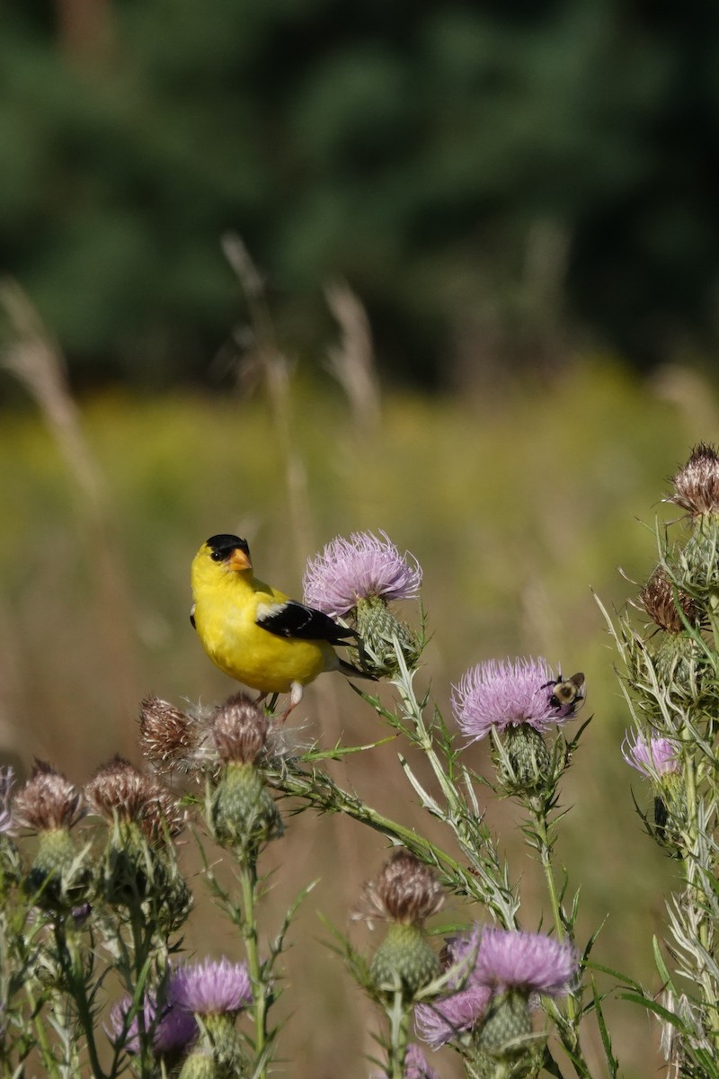 American Goldfinch - ML640959382
