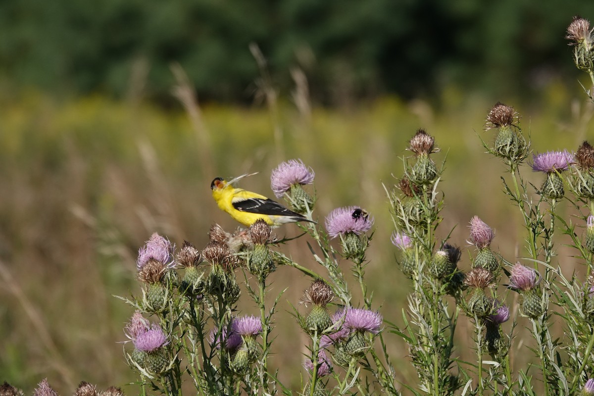 American Goldfinch - ML640959383
