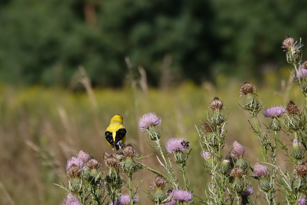 American Goldfinch - ML640959406