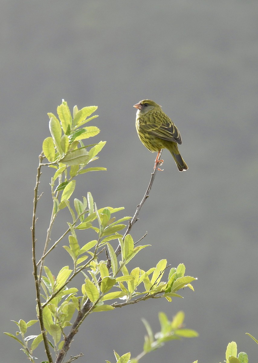 Forest Canary - ML640959417
