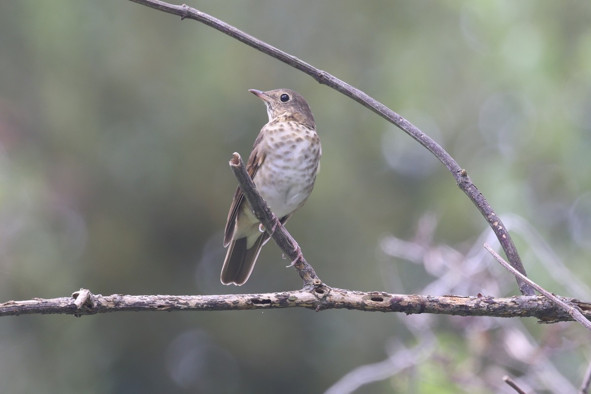 Swainson's Thrush - ML640959426