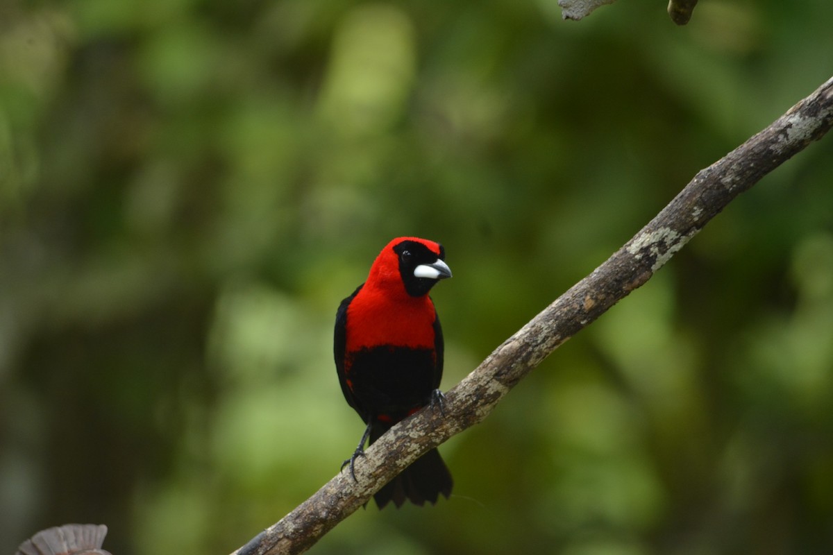 Masked Crimson Tanager - ML640959429