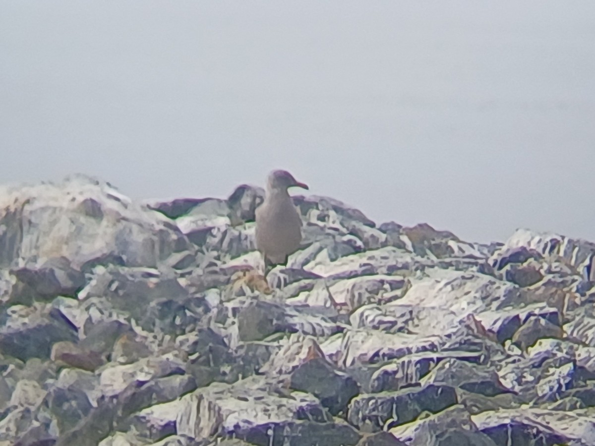 Heermann's Gull - ML640959431