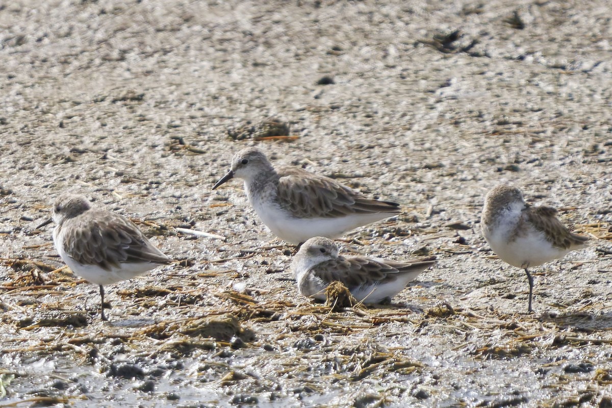 Little Stint - ML640959482