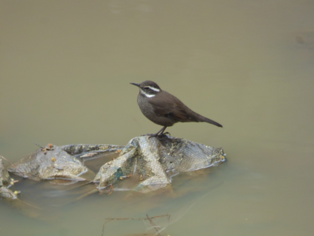 Dark-bellied Cinclodes - ML640959554