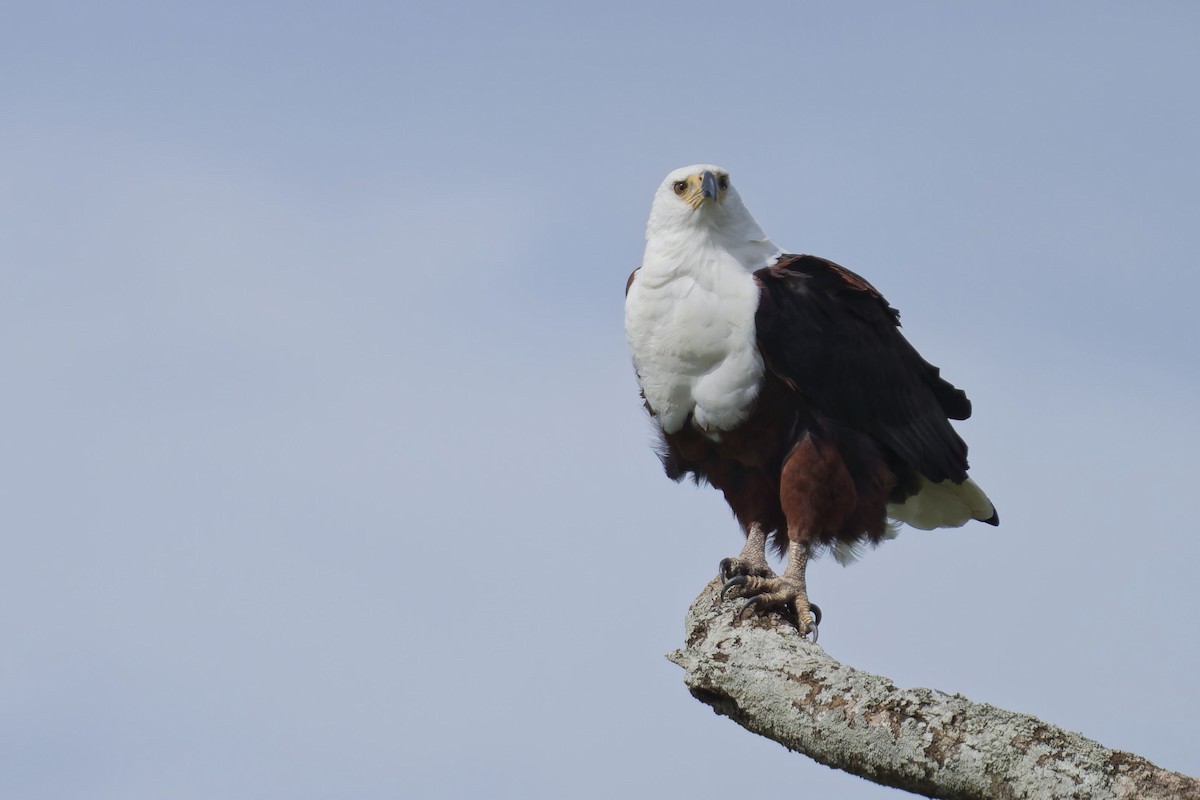 African Fish-Eagle - ML640959561