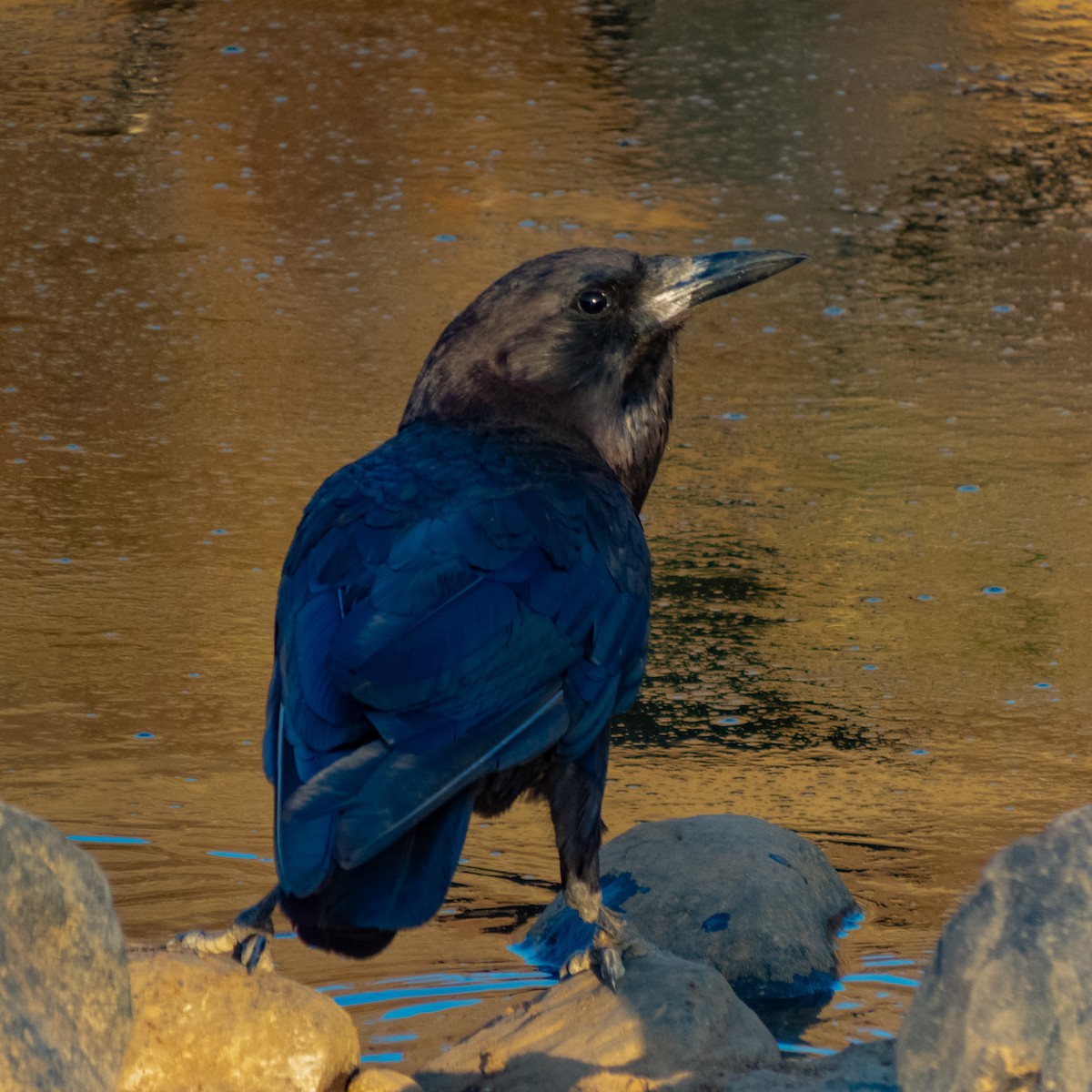 Cape Crow - ML640959574
