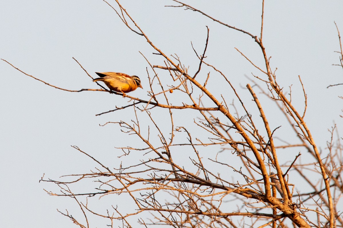 Golden-breasted Bunting - ML640959628