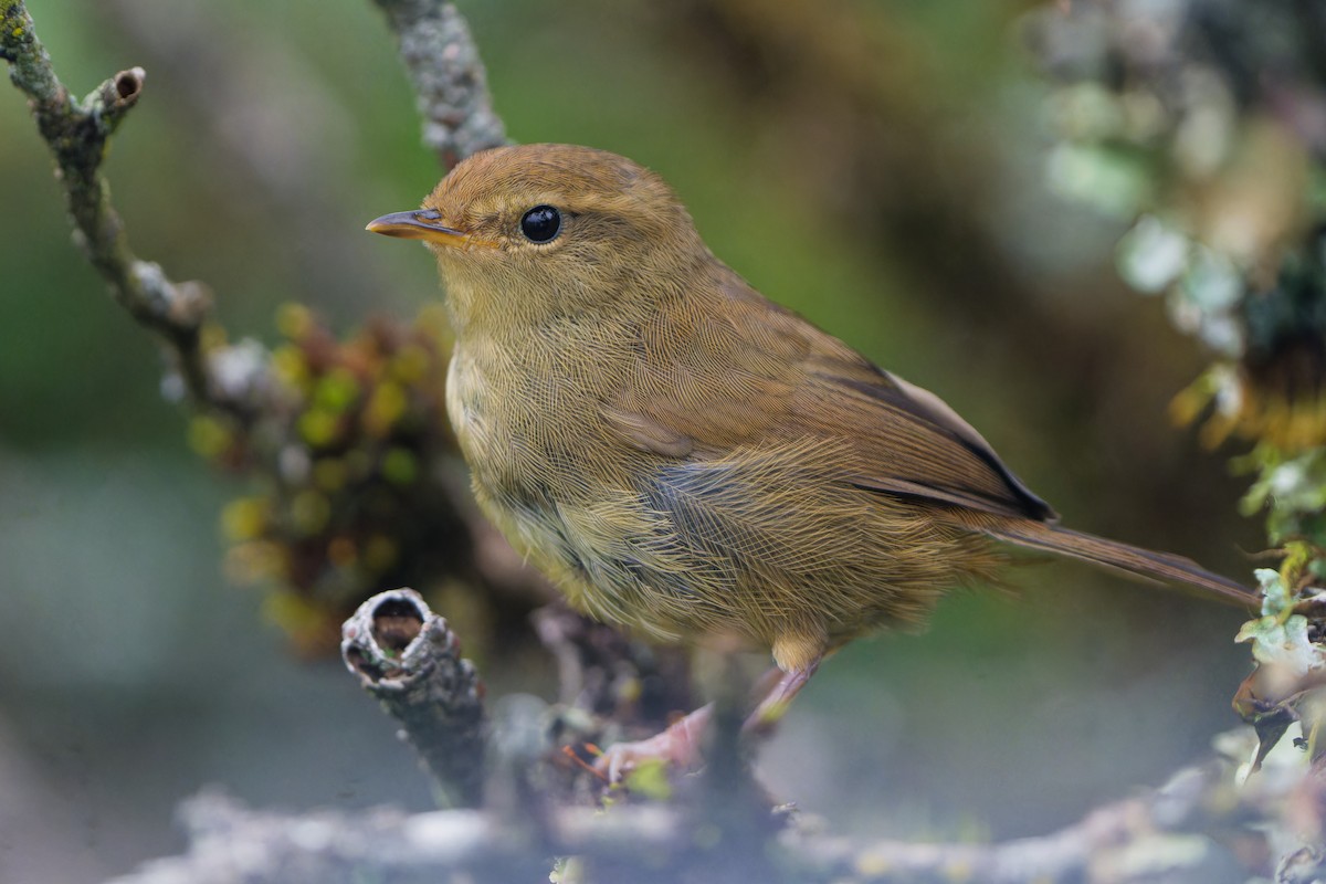 Gray-sided Bush Warbler - ML640959645