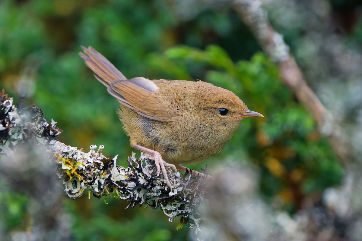 Gray-sided Bush Warbler - ML640959646