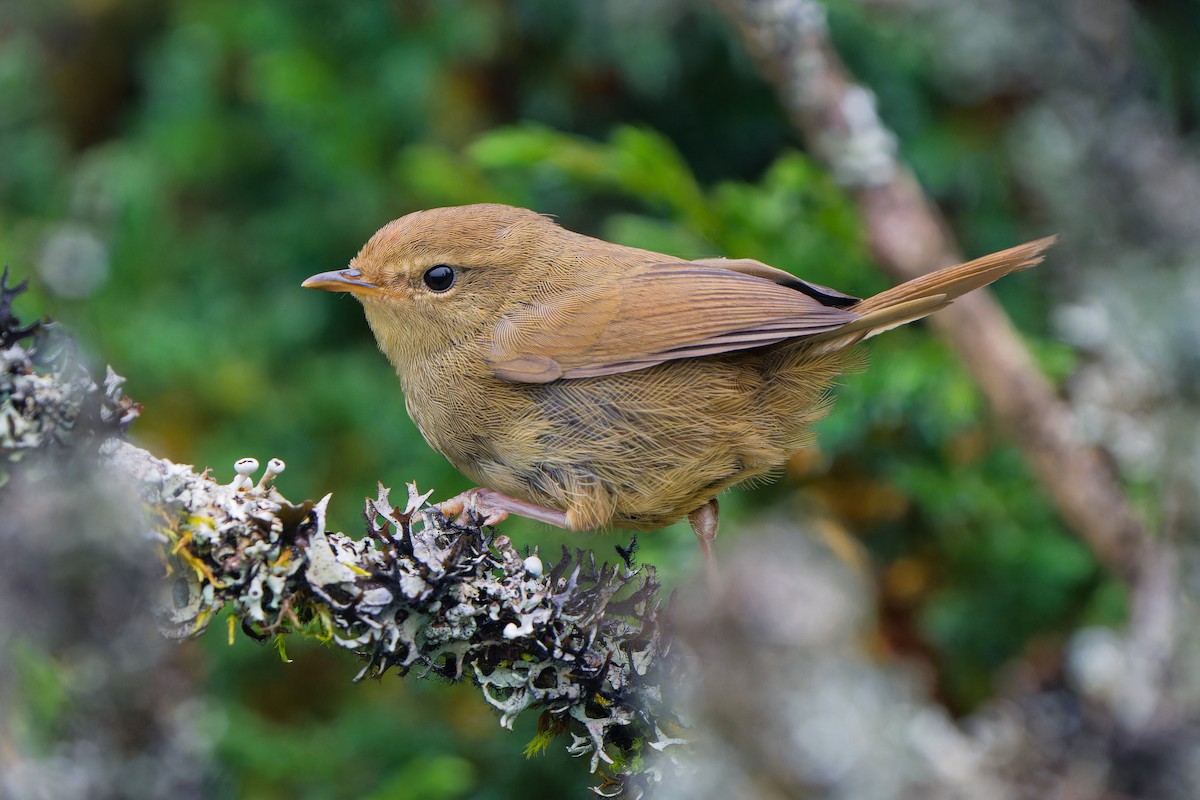 Gray-sided Bush Warbler - ML640959647