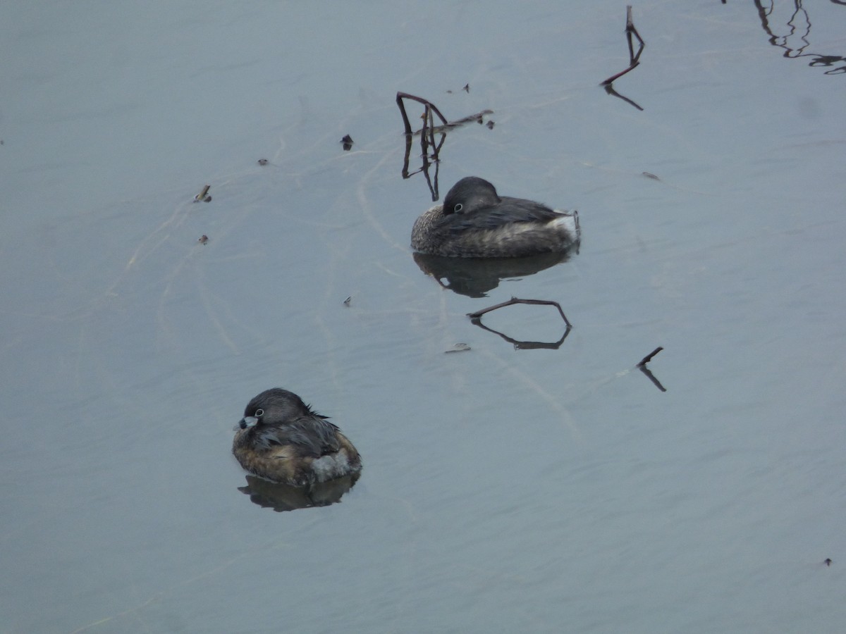Pied-billed Grebe - ML640959650