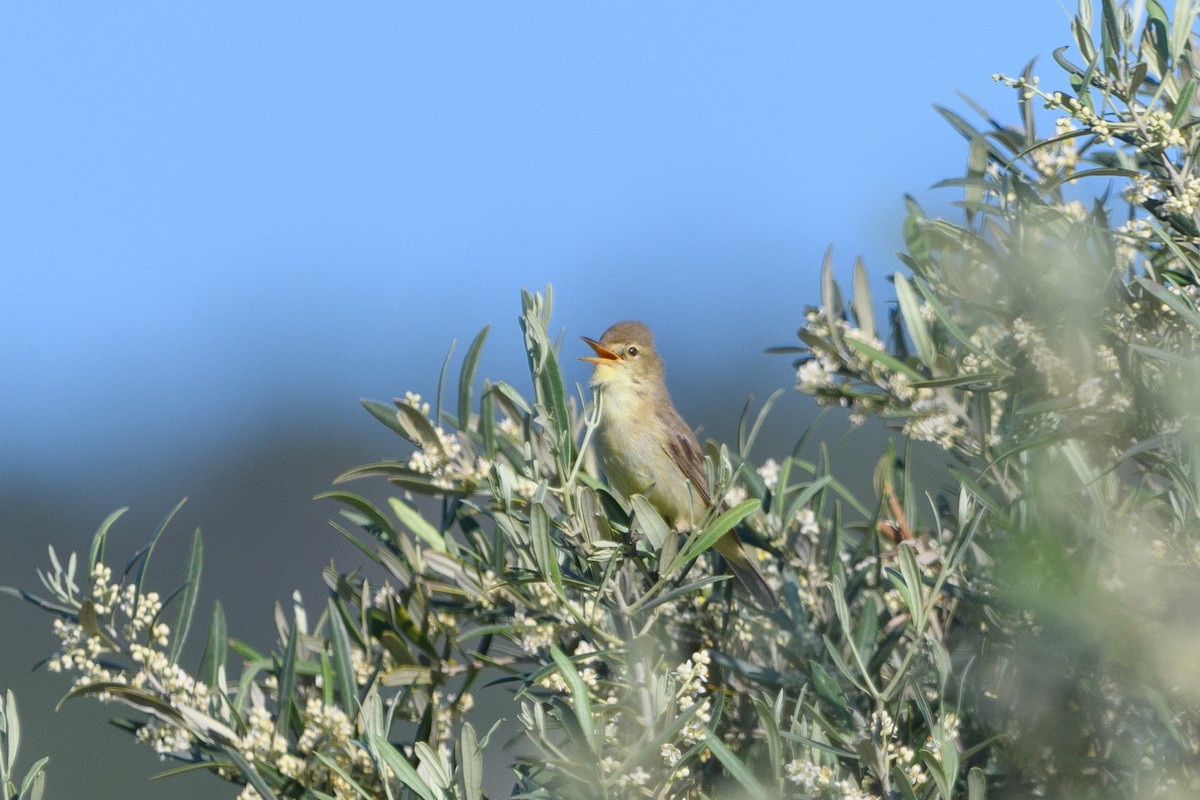 Melodious Warbler - ML640959657