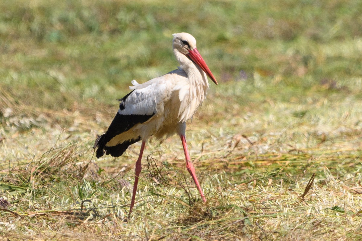 White Stork - ML640959660