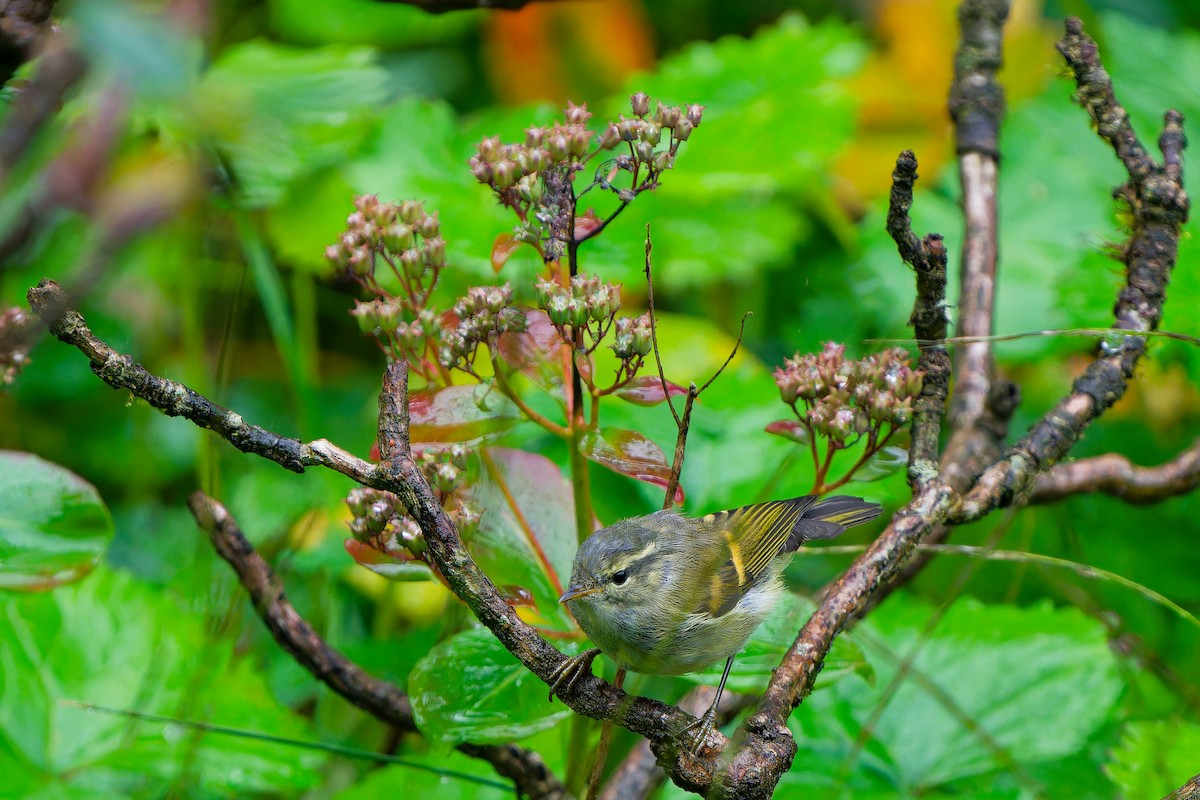 Buff-barred Warbler - ML640959663