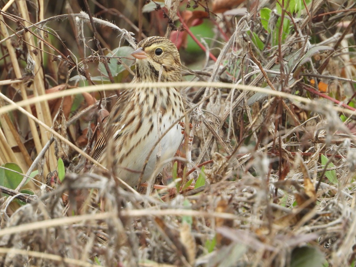 サバンナシトド - ML640959668