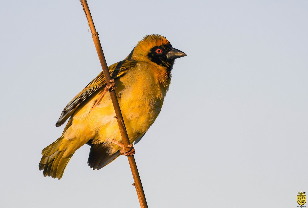 Güneyli Maskeli Dokumacı - ML640959674