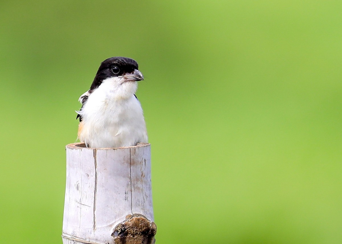 Long-tailed Shrike - ML640959676