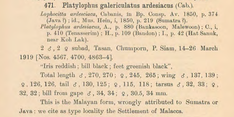 Crested Jayshrike - ML640959686