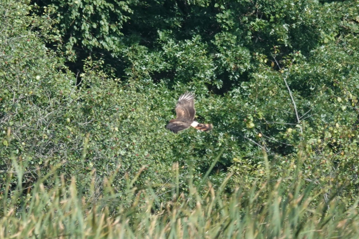 Northern Harrier - ML640959715