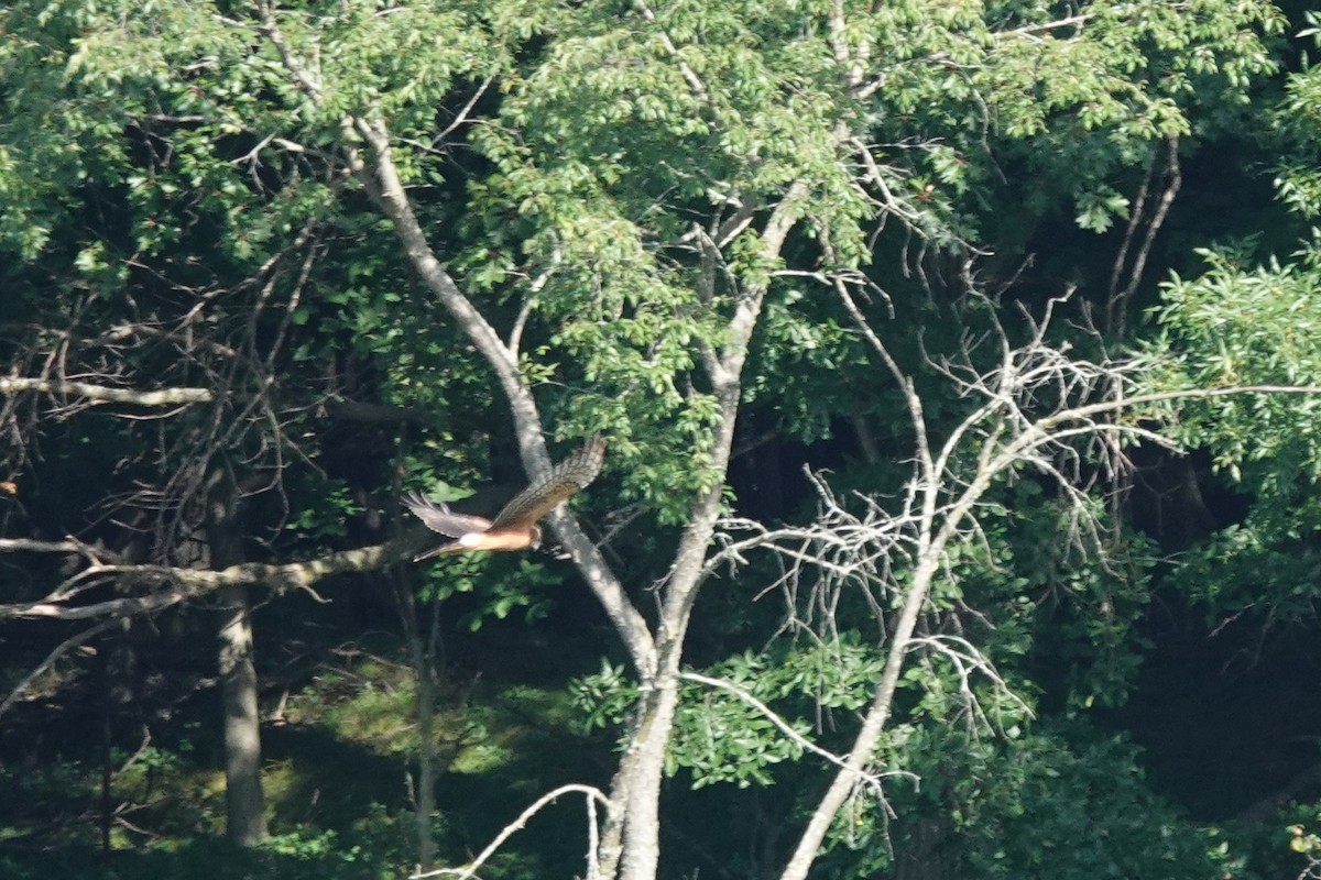 Northern Harrier - ML640959716