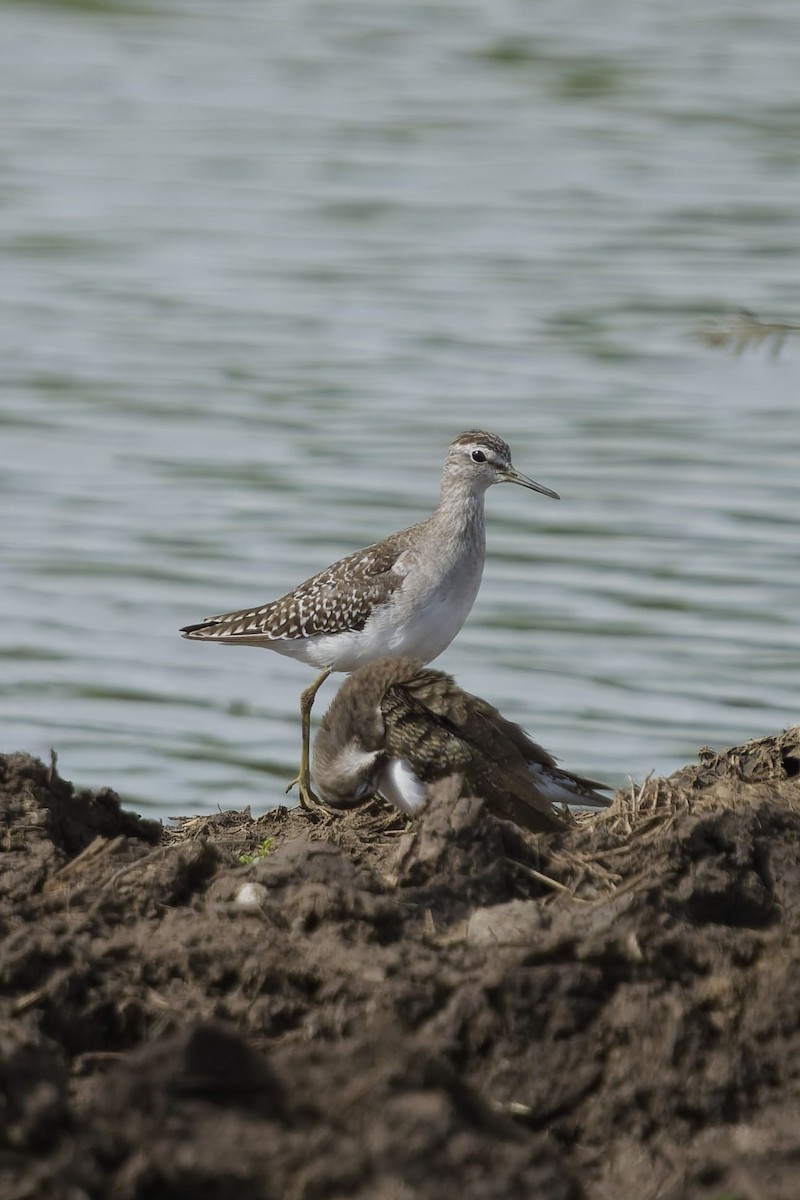 Wood Sandpiper - ML640959755