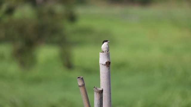 Long-tailed Shrike - ML640959787