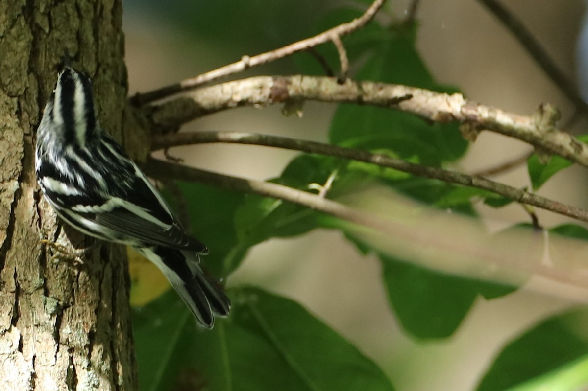 Black-and-white Warbler - ML640959820