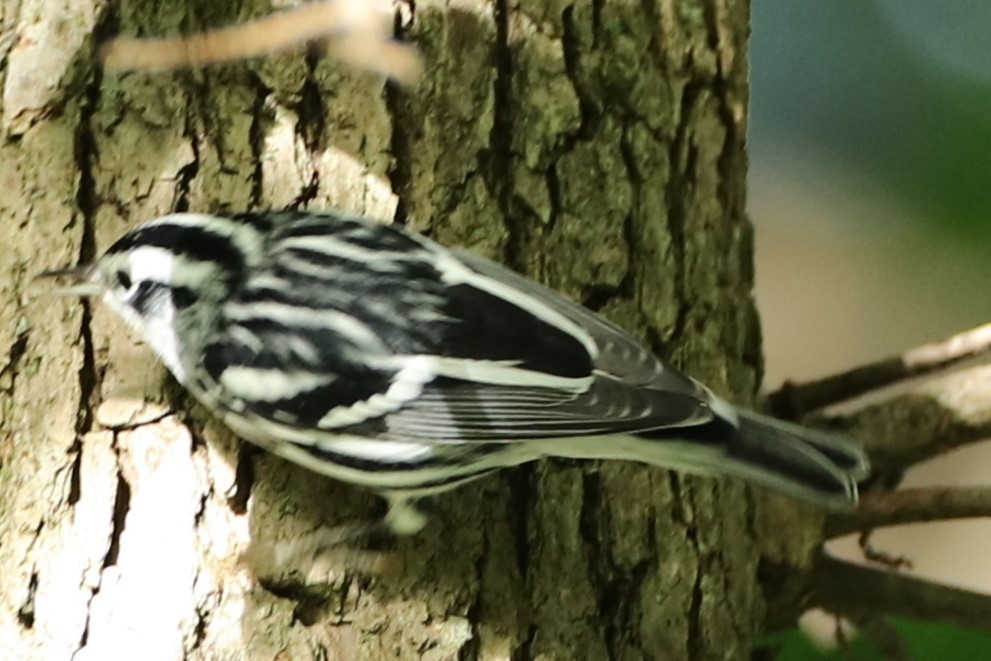Black-and-white Warbler - ML640959822