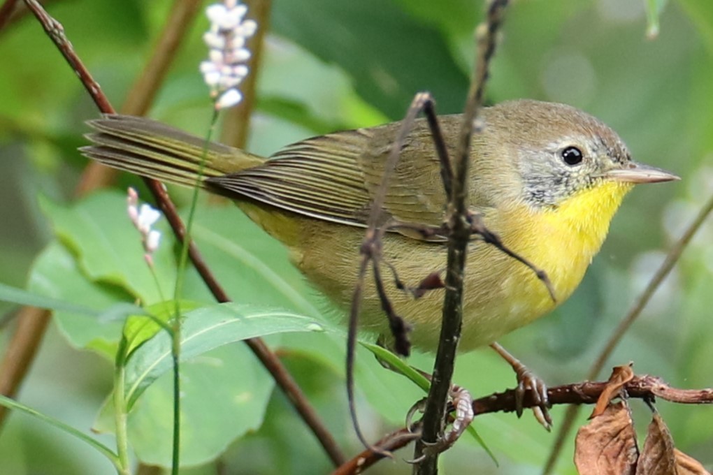 Common Yellowthroat - ML640959834