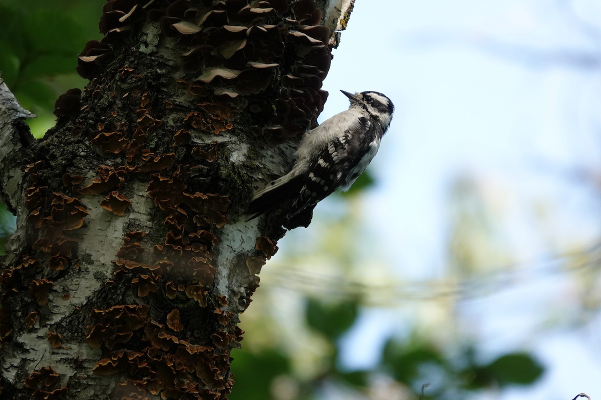 Downy Woodpecker - ML640959842
